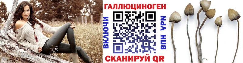 Псилоцибиновые грибы Psilocybe  Купить где  Заозёрск 